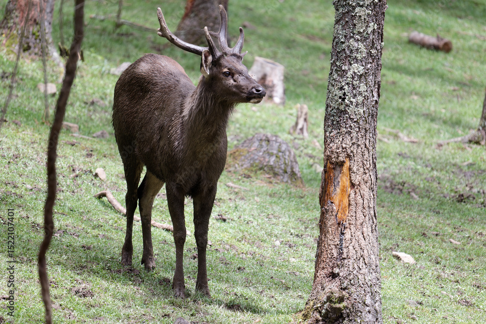 Fototapeta premium deer in the woods