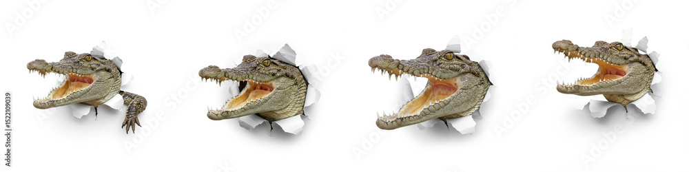 Fototapeta premium Crocodiles Breaking Through Paper - Four crocodiles of varying sizes burst through white paper, symbolizing power, breakthrough, wildness, danger, and unexpected emergence