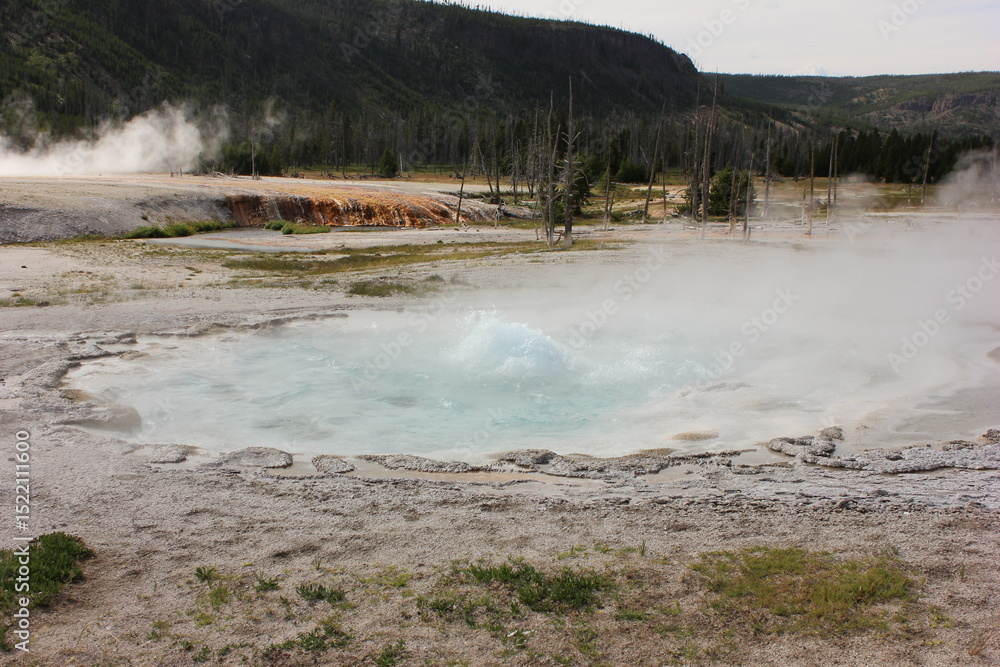 Hot spring erupts in Yellowstone National Park surrounded by geothermal features and trees during a sunny afternoon Hot spring erupts in Yellowstone National Park surrounded by geothermal features and trees during a sunny afternoon