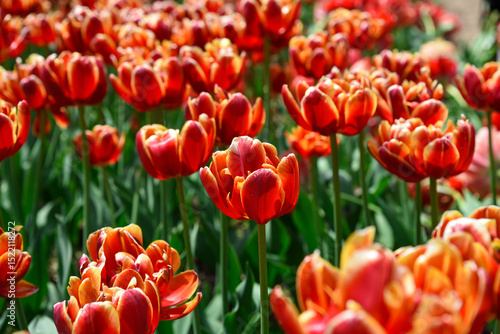 Top view of red orange double late tulip Allegretto bed, forming a vibrant floral carpet, ideal as postcard background or spring theme.
