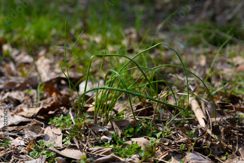 korean wild chive, growing in the forest, ingredient, close-up