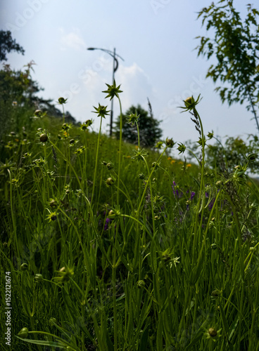 
Yellow cosmos, before blooming, flower buds, park scenery