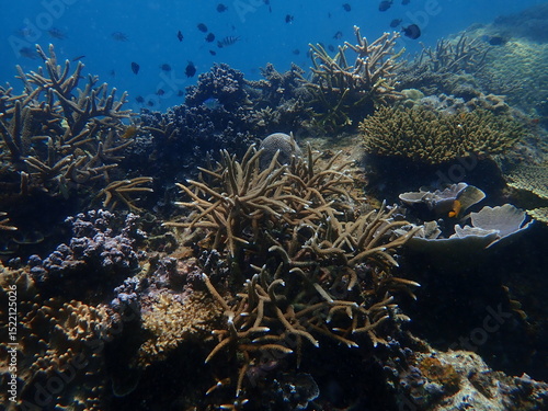 Wallpaper Mural Coral found at coral reef area in Lang Tengah Island, Malaysia Torontodigital.ca