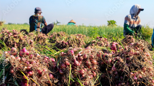 Kediri, Indonesia, May 29, 2025. Farmers are harvesting shallots in the fields. Mutual cooperation of Indonesian farmers. Red and fresh shallots.