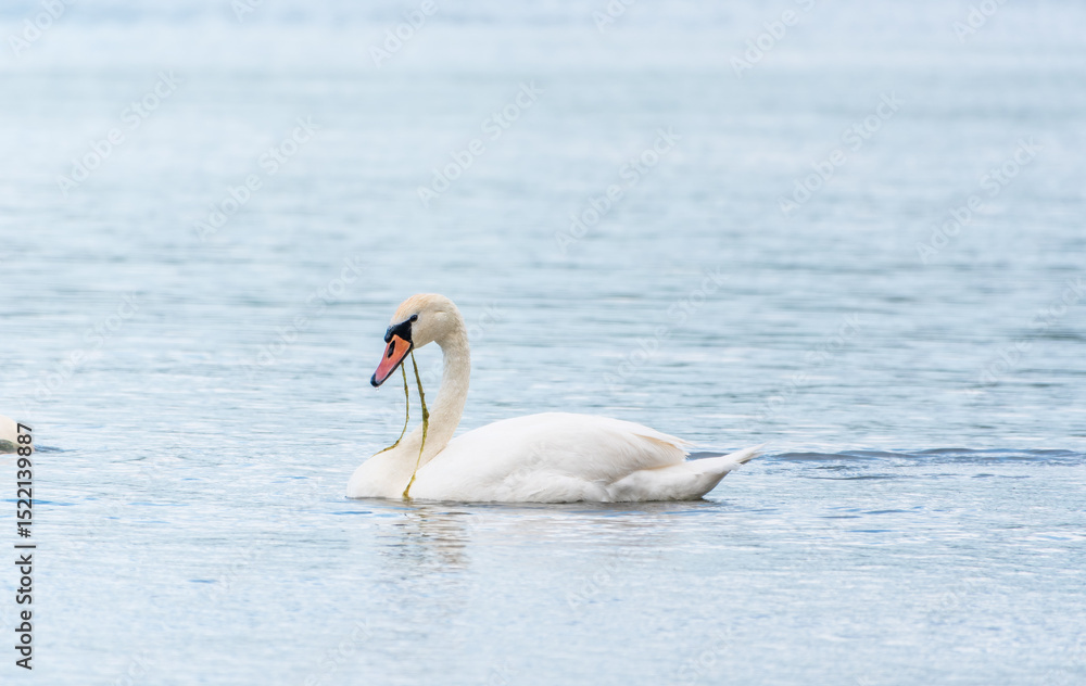 Fototapeta premium Graceful white Swan swimming in the lake, swans in the wild. Portrait of a white swan swimming on a lake.