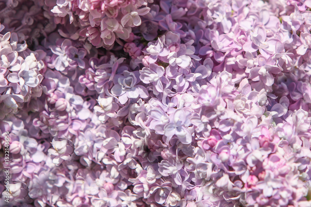 Beautiful purple background from lilac flowers close-up. Beautiful purple background from lilac flowers close-up.