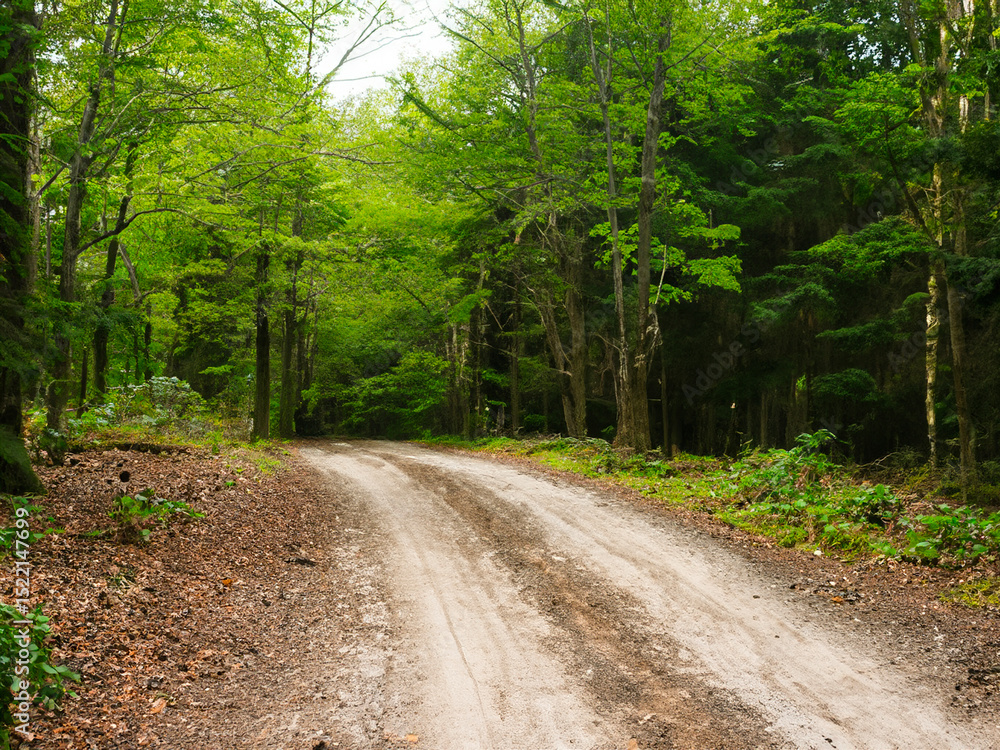 Fototapeta premium close up dirt road in forest