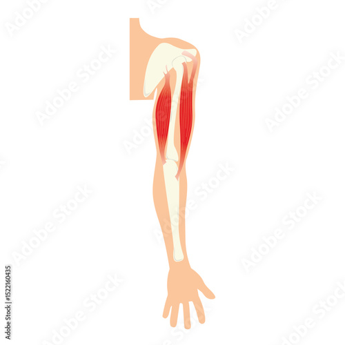 Illustration of arm Anatomy.