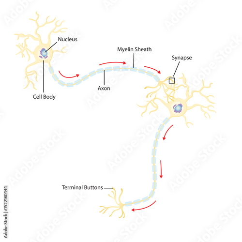Illustration of Nerve Cell