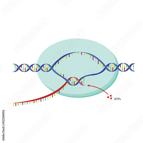 Illustration of the Dna Transcription