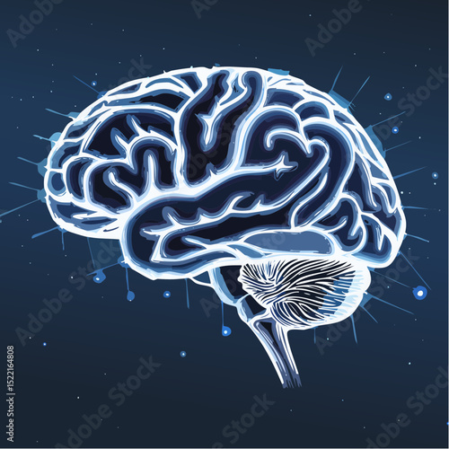 Human Brain Anatomy Detailed Illustration of Neurological Structure