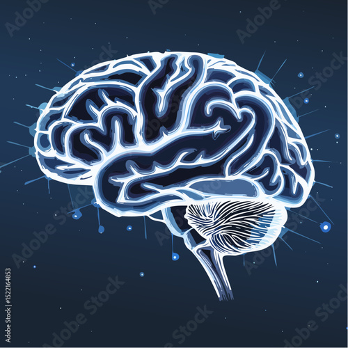 Human Brain Anatomy Detailed Illustration of Neurological Structure