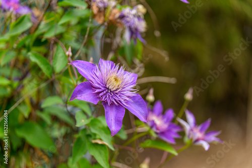 Close-up photo of purple Clematis (Clematis integrifolia) flowers blooming in spring