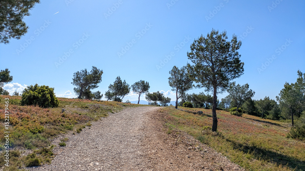 Fototapeta premium Sunny rural path lined with pine trees under clear blue sky, peaceful Mediterranean landscape. Ensuès-la-Redonne, Ensues-la-Redonne, Bouches-du-Rhône, France, Provence, garrigue