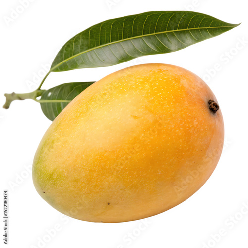 An alphonso mango isolated on a transparent background
