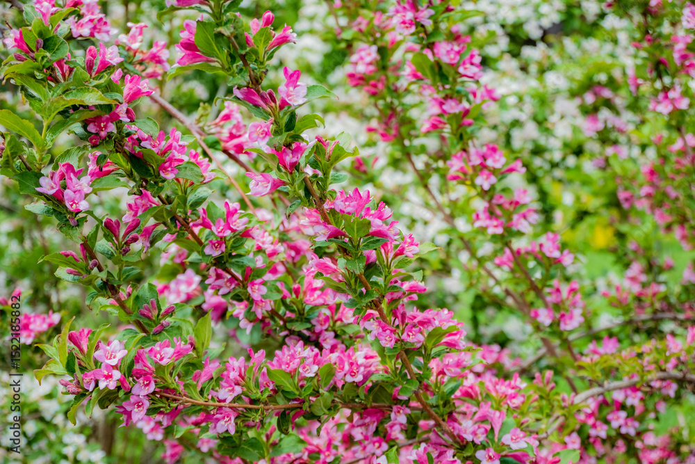 Pink flowers bloom abundantly amid lush green leaves, showcasing spring's beauty Pink flowers bloom abundantly amid lush green leaves, showcasing spring's beauty