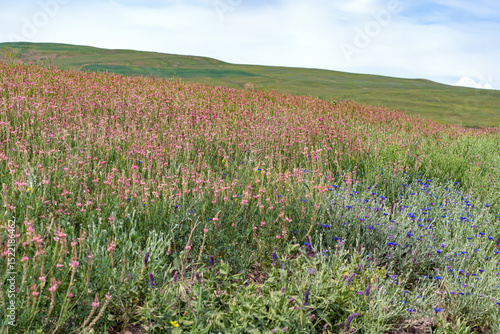Flowering plants of pink Sainfoin (Onobrychis) and blue cornflower (Centaurea) in a meadow on a hillside, summer landscape.