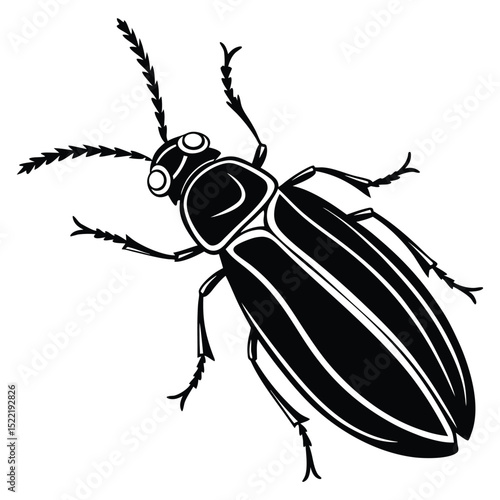 Macro close-up of a Colorado potato beetle, a black insect pest, isolated on a white background