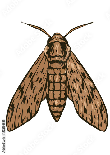Detailed top view illustration of a brown hawk moth with textured wings