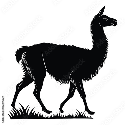 Silhouette of a llama and alpaca with black background and natural fur details