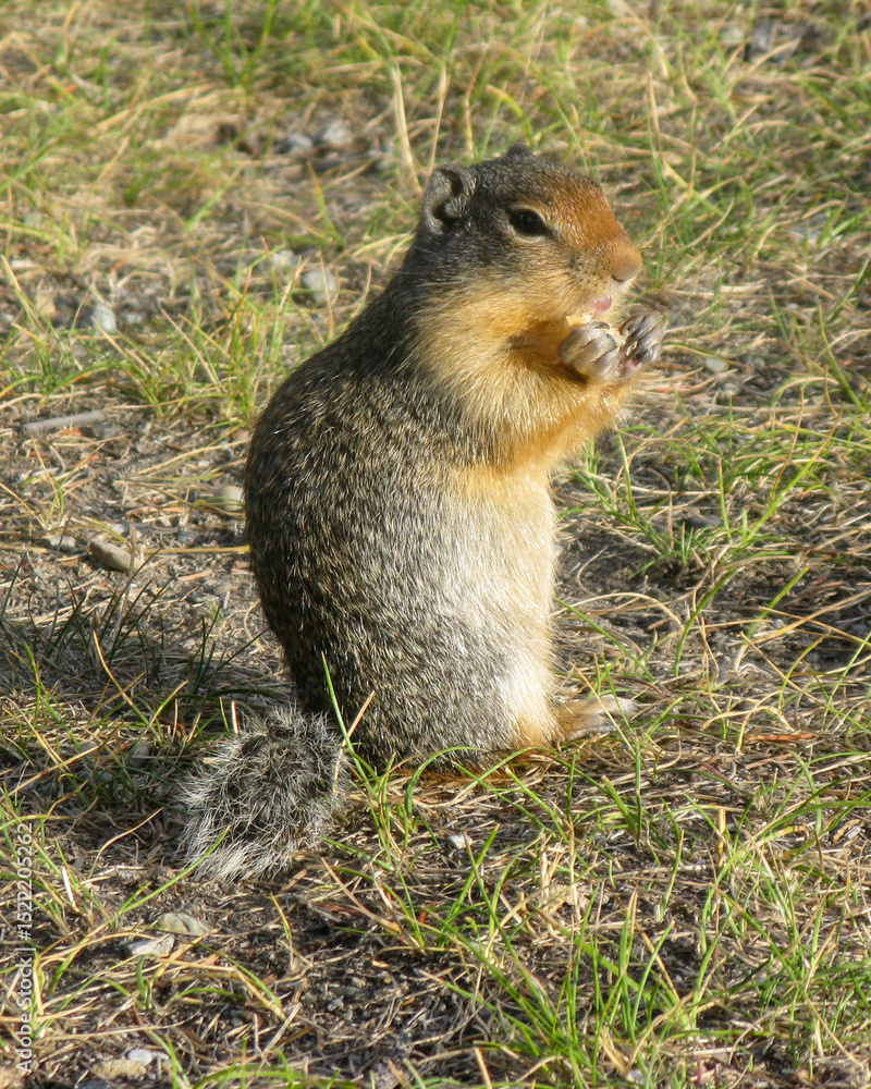 Prairie dog munching on food while sitting on grass in a sunny outdoor setting Prairie dog munching on food while sitting on grass in a sunny outdoor setting