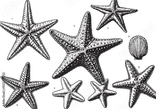 Detailed monochrome drawing showcasing a collection of sea stars