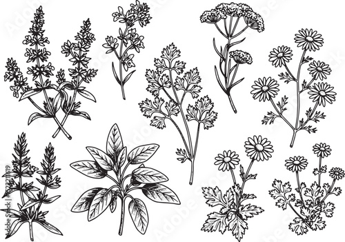 Elegant Herb Garden Woodcut Illustration, A Botanical Collection