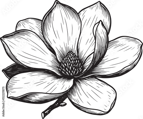Elegant Magnolia Blossom Illustration, A Detailed Woodcut Drawin