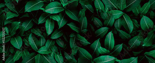 Fresh Green leaves pattern background, Natural leaf background and wallpaper