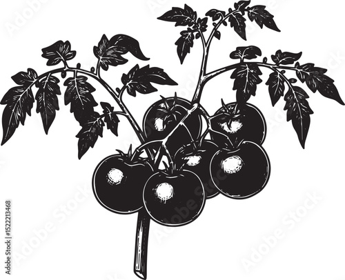 Elegant Woodcut Illustration of a Tomato Plant with Ripe Fruits
