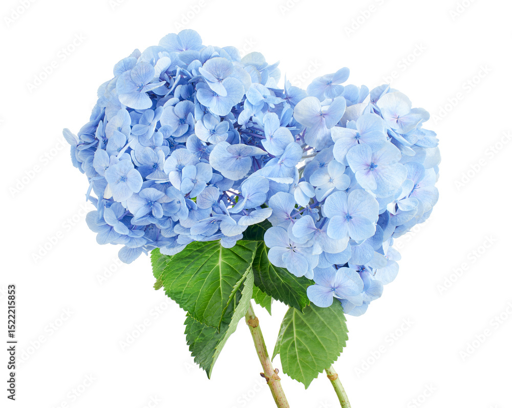 Obraz premium Hydrangea flower, Hydrangea macrophylla, isolated on white background, with clipping path