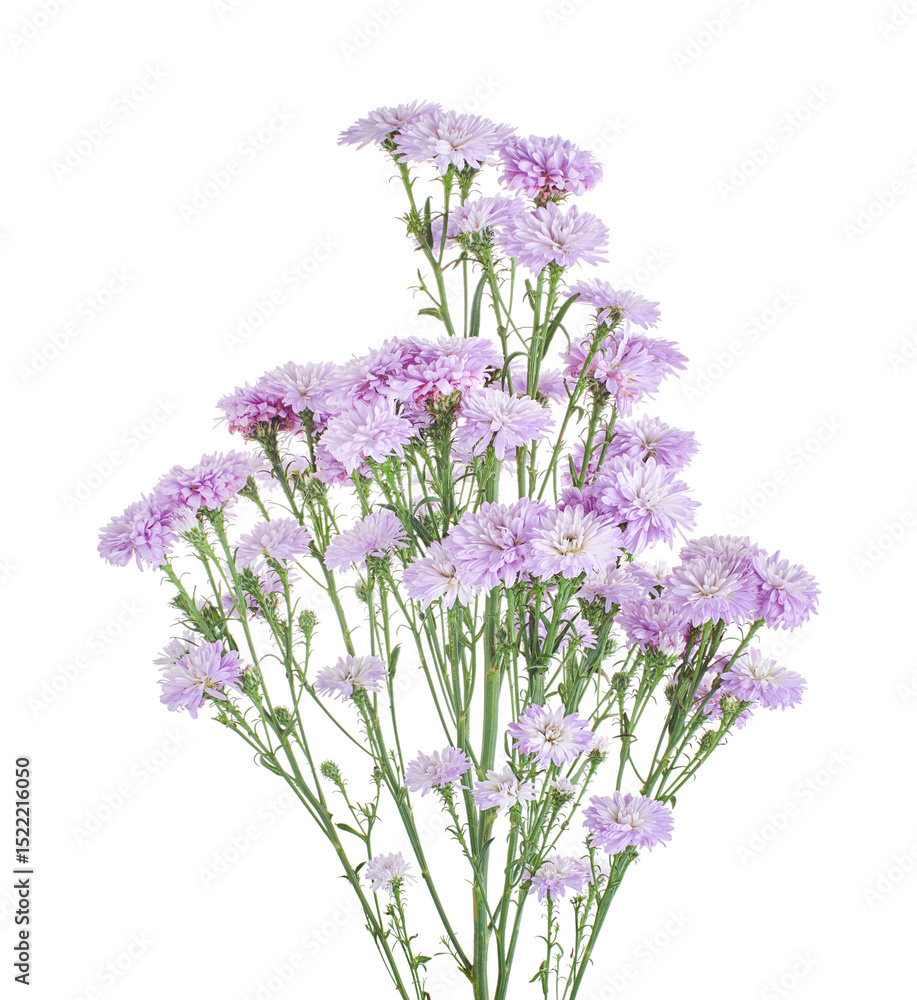 Naklejka premium China aster flowers, Purple flower, isolated on white background, with clipping path