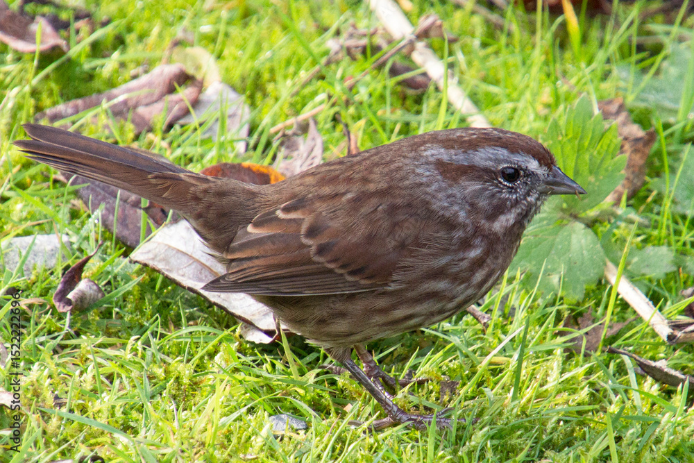 Brown sparrow foraging on green grass surrounded by leaves in a natural setting during daylight Brown sparrow foraging on green grass surrounded by leaves in a natural setting during daylight