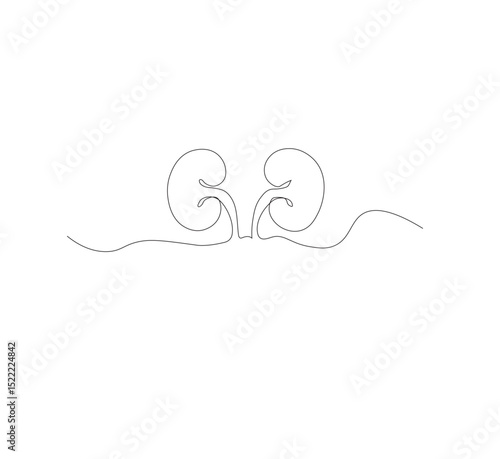 Continuous line drawing of the human organ kidney in one line with a frame on a white background. Abstract vector illustrator