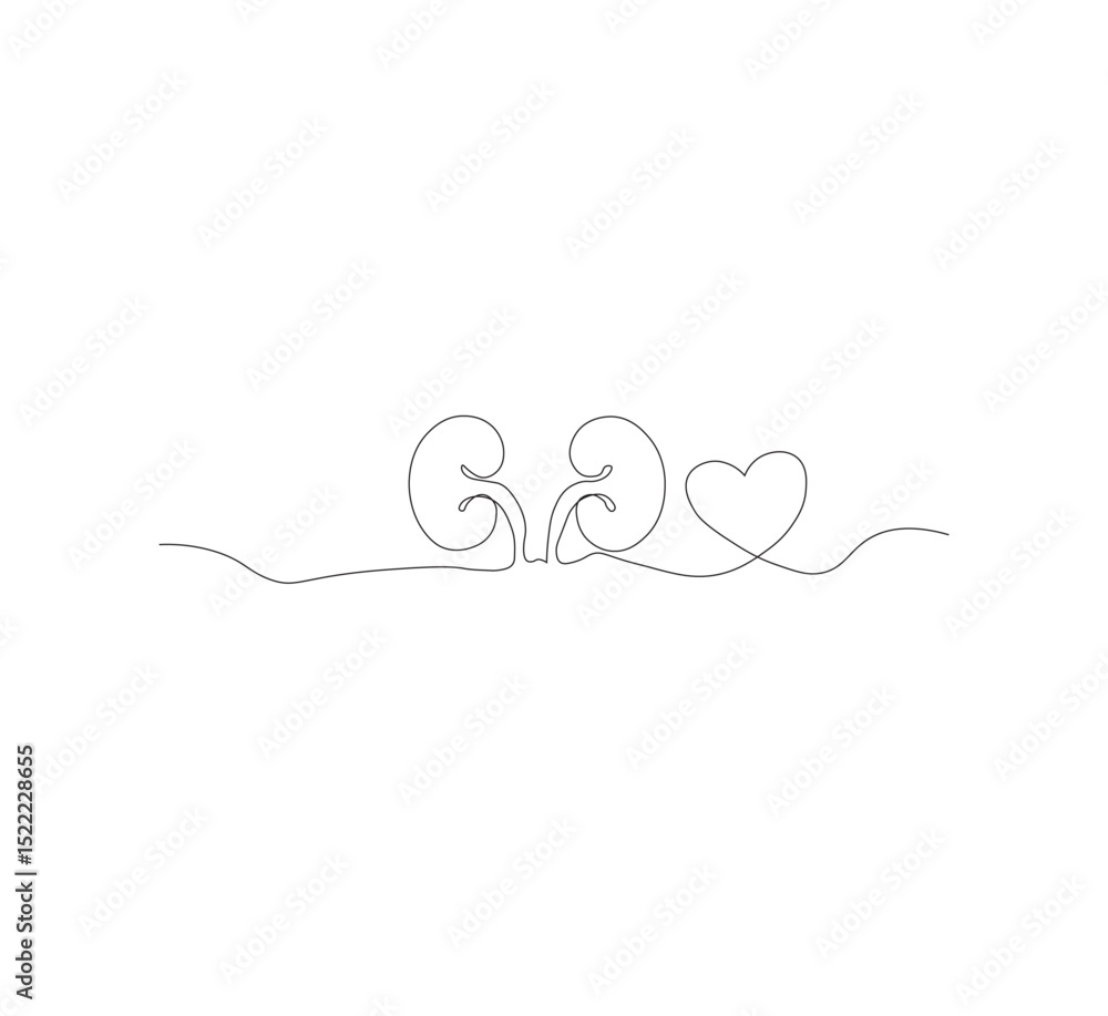 custom made wallpaper toronto digitalOne continuous line drawing of the human kidney organ. White background, vector illustration