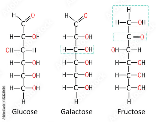 Glucose, Galactose, and Fructose. Comparative Structures of Monosaccharides for Medical Education