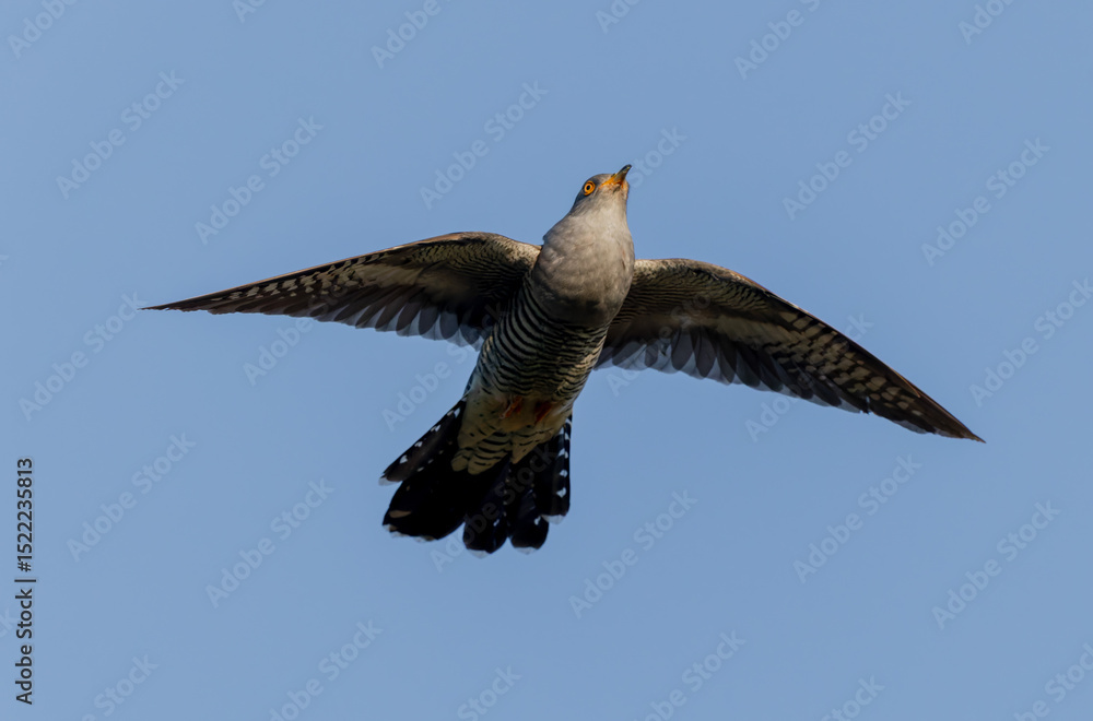 Obraz premium common cuckoo Cuculus canorus in flight or perched in Alsace, France