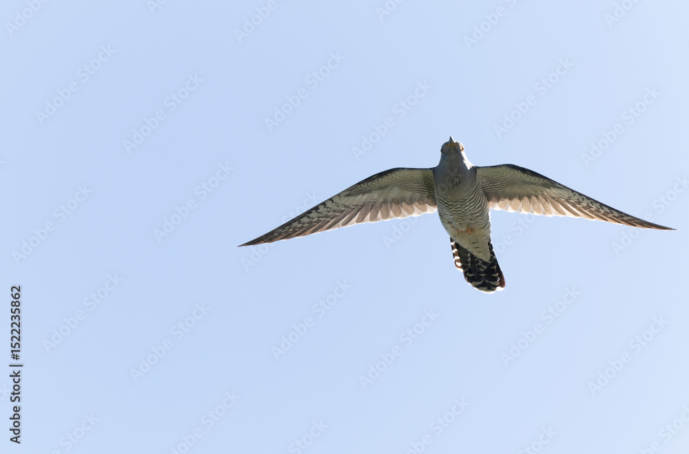 Obraz premium common cuckoo Cuculus canorus in flight or perched in Alsace, France