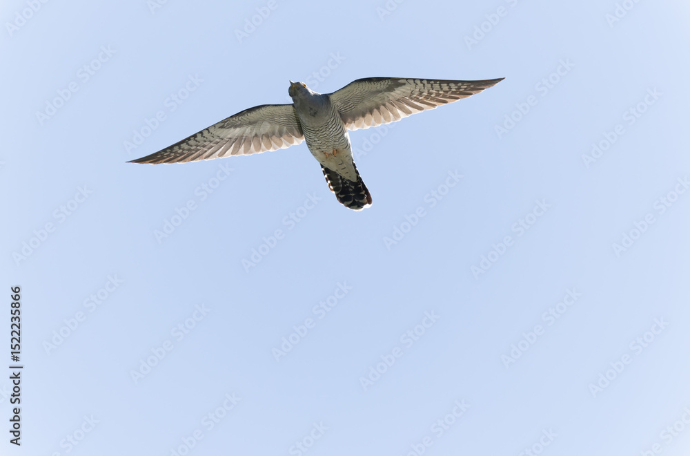 Obraz premium common cuckoo Cuculus canorus in flight or perched in Alsace, France