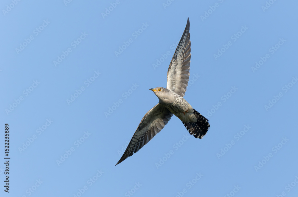 Obraz premium common cuckoo Cuculus canorus in flight or perched in Alsace, France