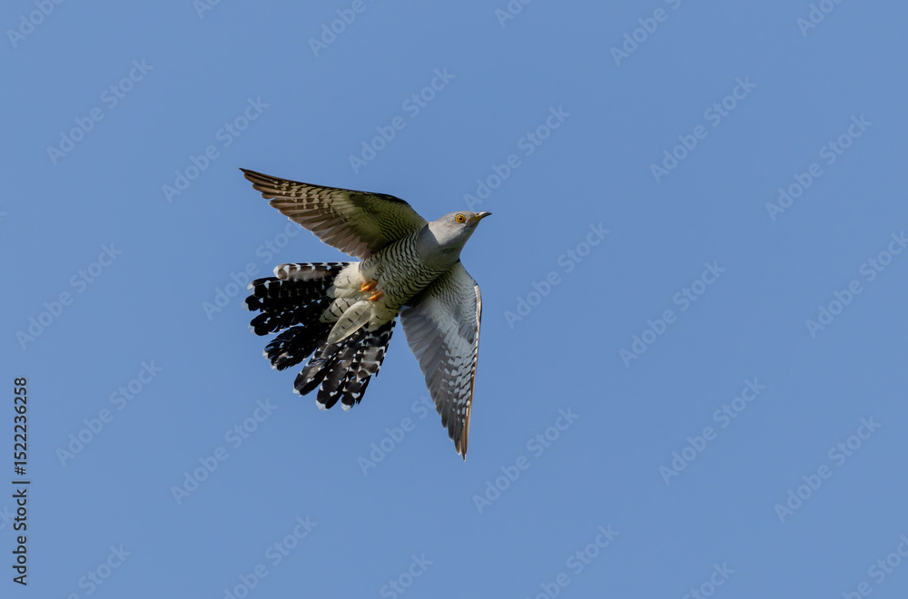 Obraz premium common cuckoo Cuculus canorus in flight or perched in Alsace, France