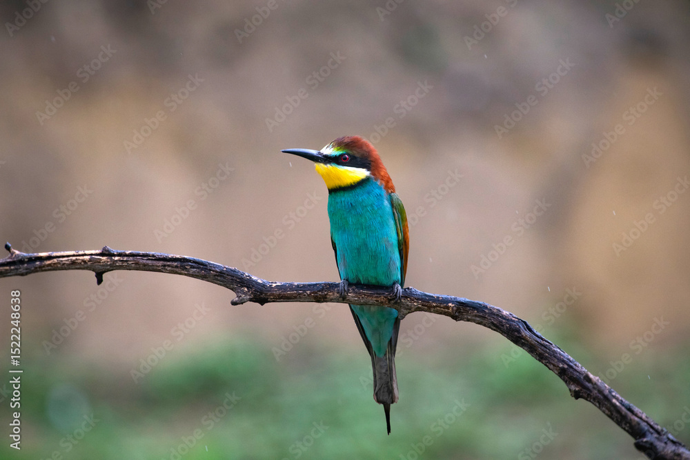 Obraz premium European bee eater, Merops apiaster. Common bee-eater. Close-up