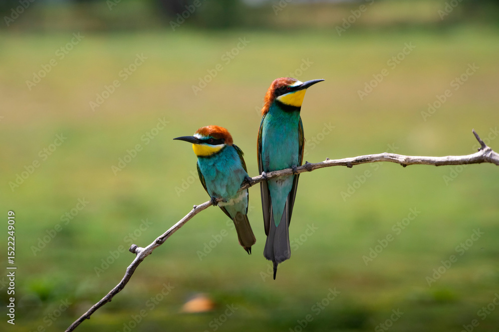 Obraz premium European bee eater, Merops apiaster. Common bee-eater. Close-up