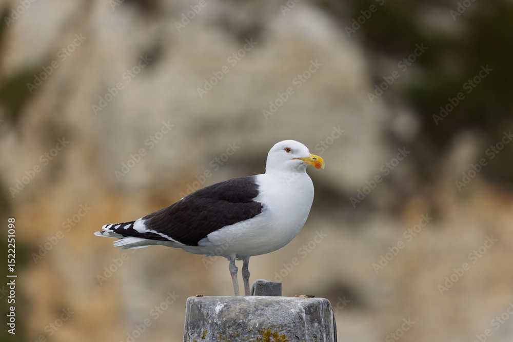 Obraz premium lesser black backed gull Larus fuscus perched in a harbor in Normandy, France