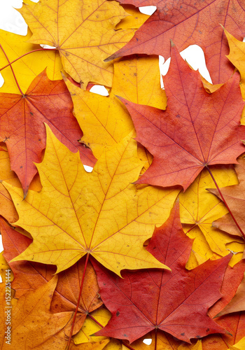 Wallpaper Mural Isolated Autumn Maple Leaf Background with Red Orange and Yellow Colors Torontodigital.ca