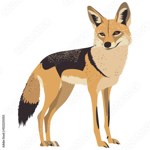 jackal, animal, vector, transparent background, mammal, isolated, nature, wild animal, wildlife, wolf, wild, canine, carnivore, predator