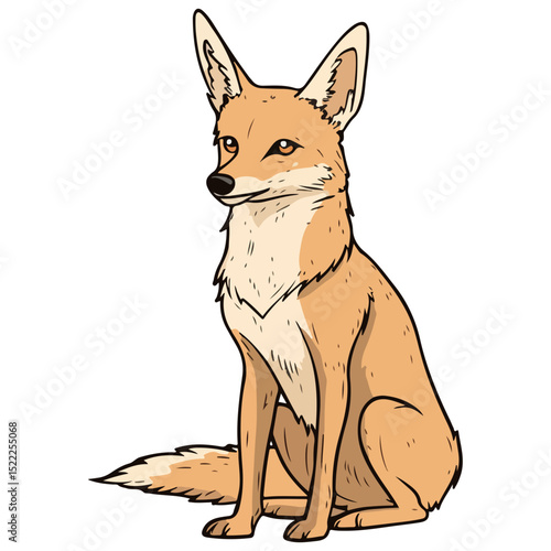 jackal, animal, vector, transparent background, mammal, isolated, nature, wild animal, wildlife, wolf, wild, canine, carnivore, predator