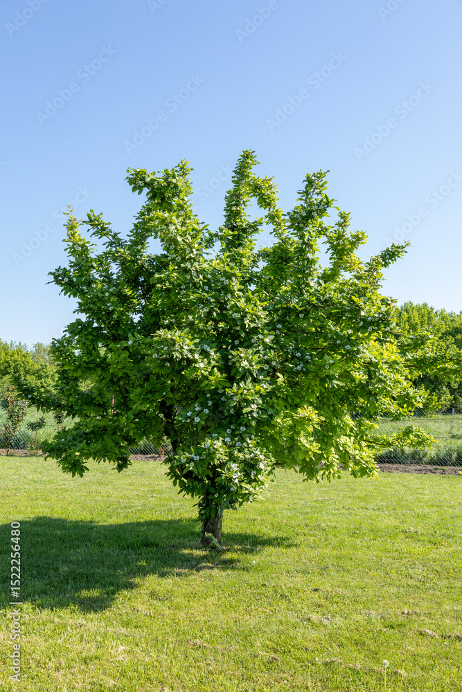 flowering medlar tree in a garden flowering medlar tree in a garden