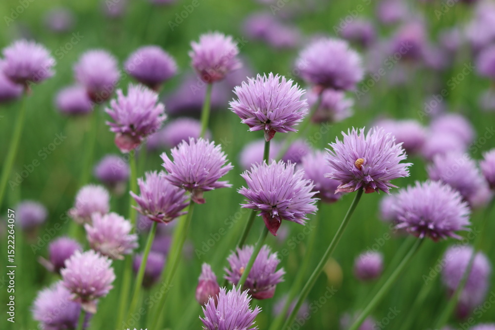 Masses of purple chive flowers in a garden Masses of purple chive flowers in a garden
