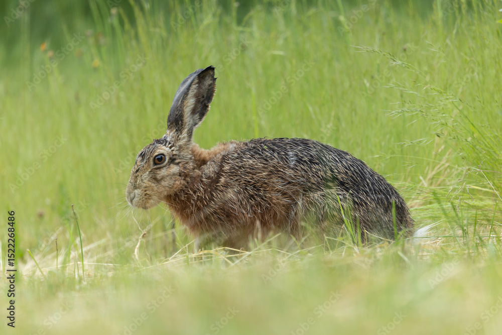 Fototapeta premium European Hare Lepus europeae in a meadow